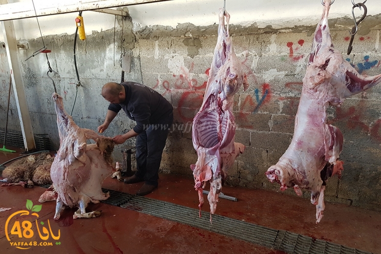 780-520000dab7 kharoof jam3iya (1).jpg